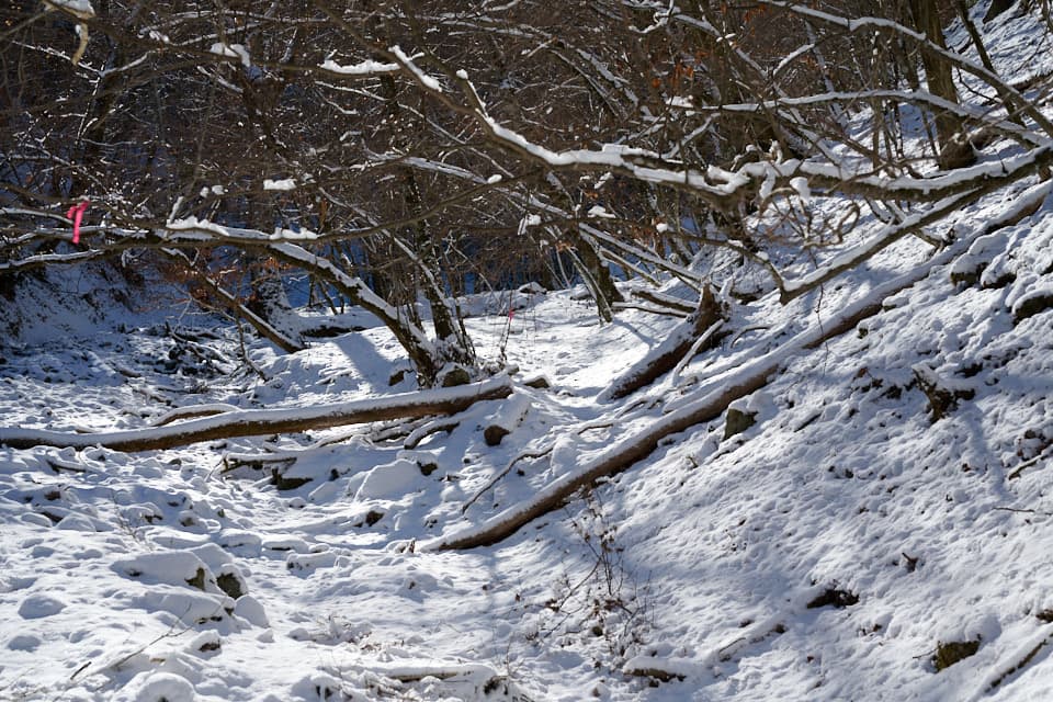 迷いそうな登山道