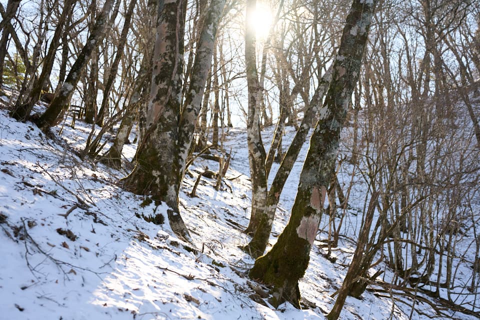 登山道のブナの木,光