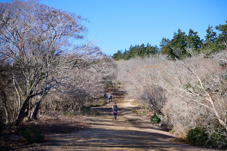 伊豆山陵線歩道,だるま山高原レストハウス付近