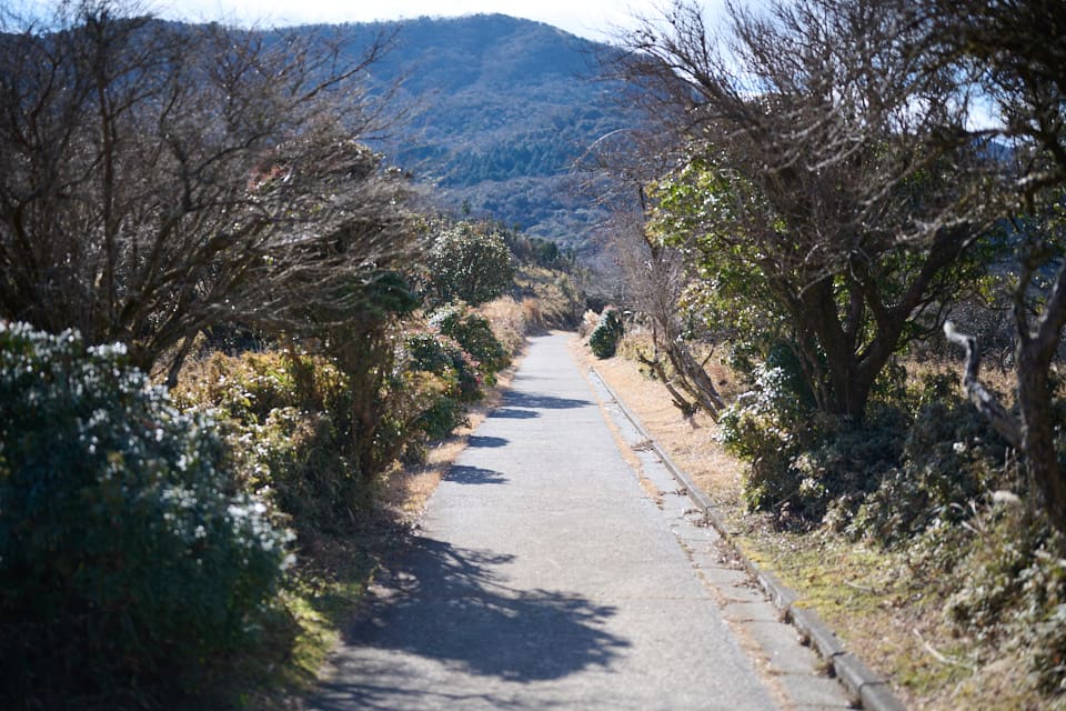 金冠山分岐から達磨山へ