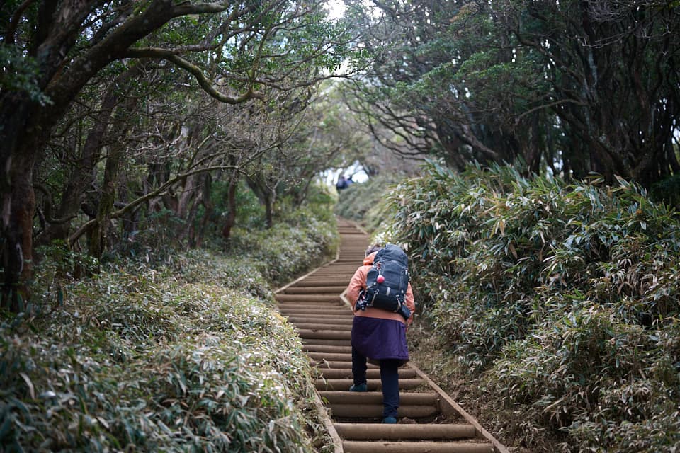 達磨山登山道,階段
