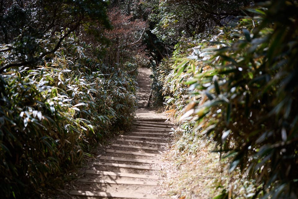 小達磨山から達磨山への登山道,下り