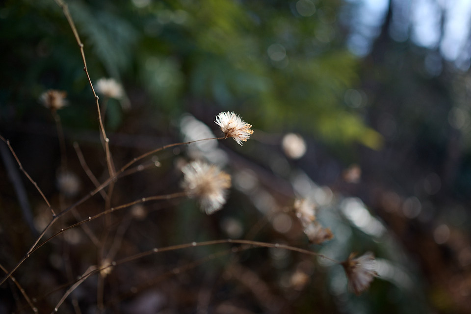 側の植物の種子