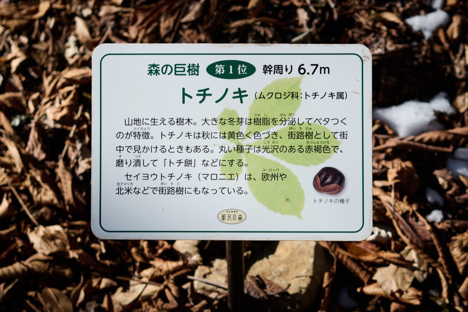 トチノキの案内
