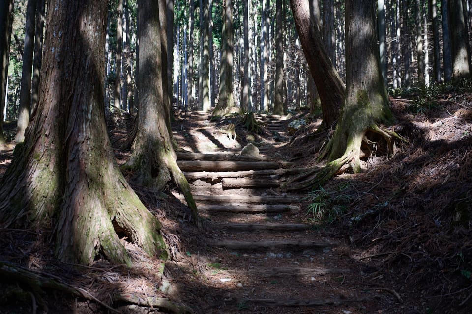 登山道周辺の杉のき
