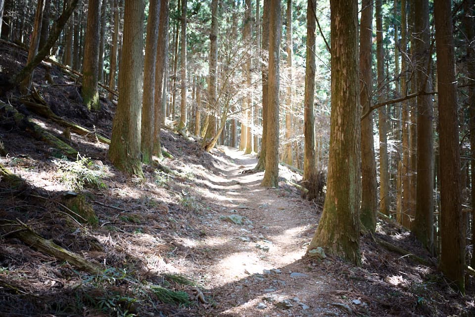 光の差す登山道