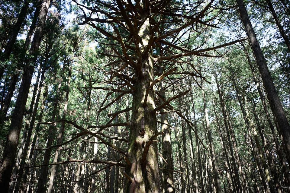 武甲山の大杉