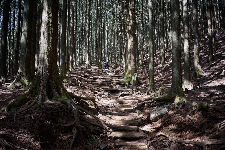 圧倒的な杉の登山道