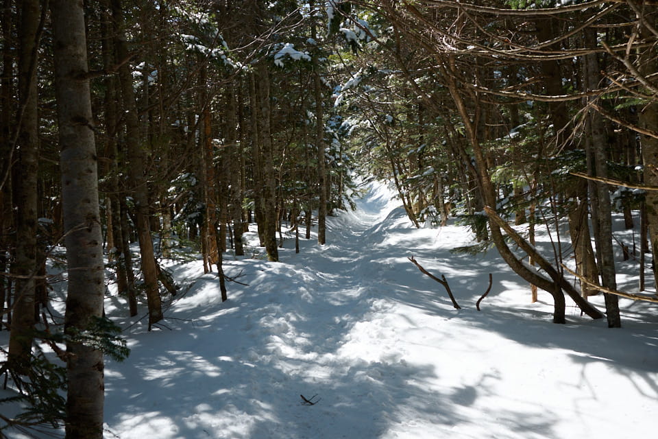 縞枯山への登山道