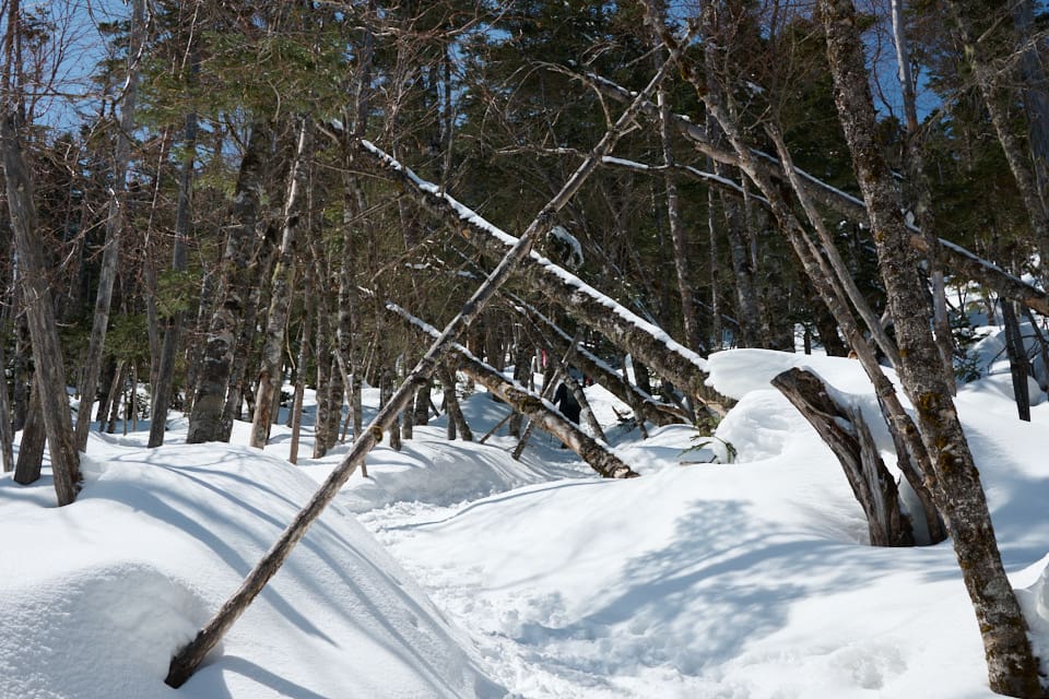 縞枯山の登山道、縞枯ポイント