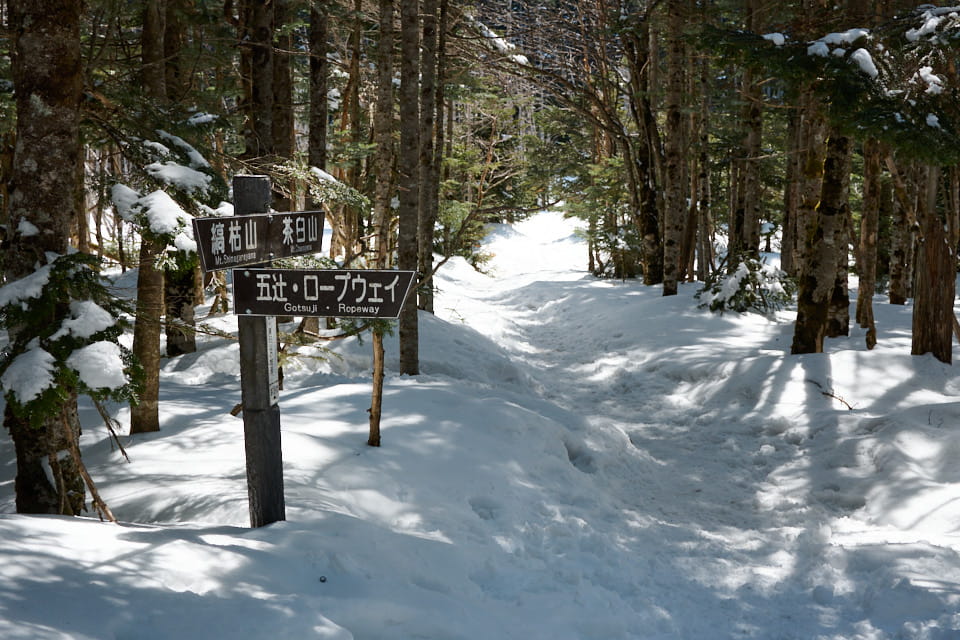 縞枯茶臼山鞍部の分岐