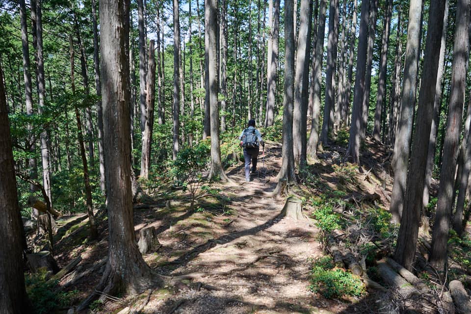 棒ノ折山、北東尾根