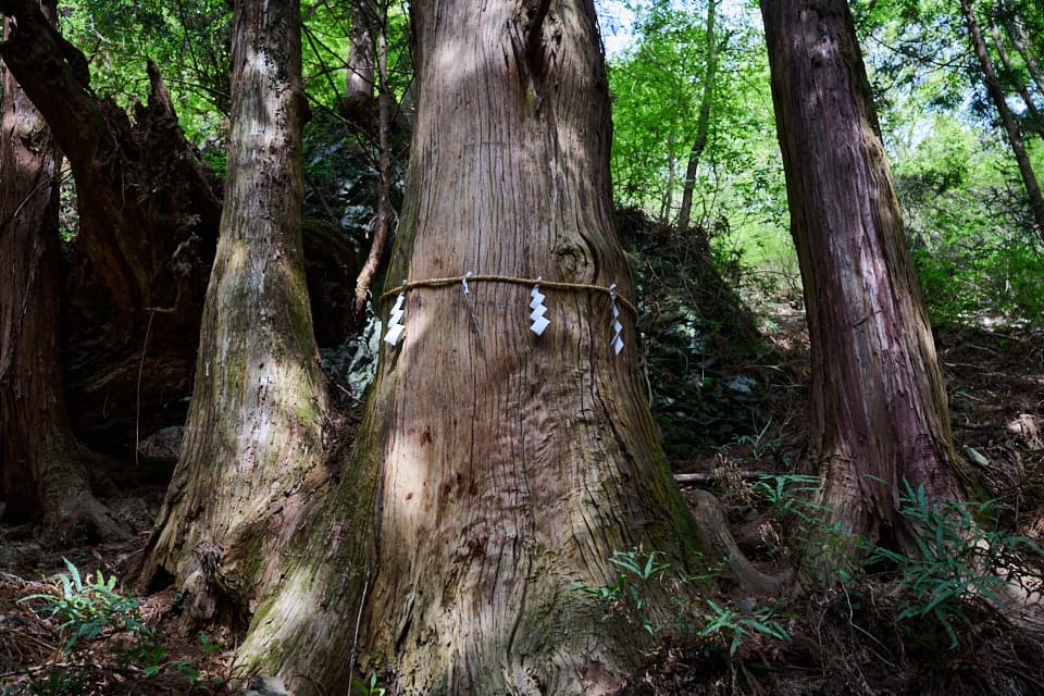 棒ノ折山登山道の御神木