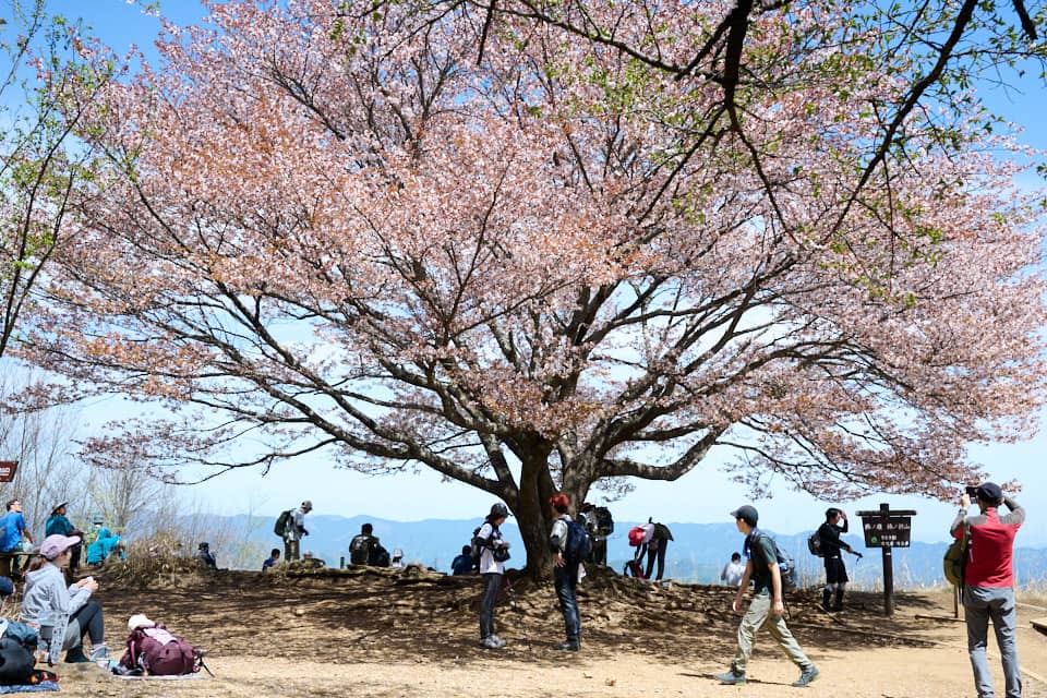 棒ノ折山頂の桜の木