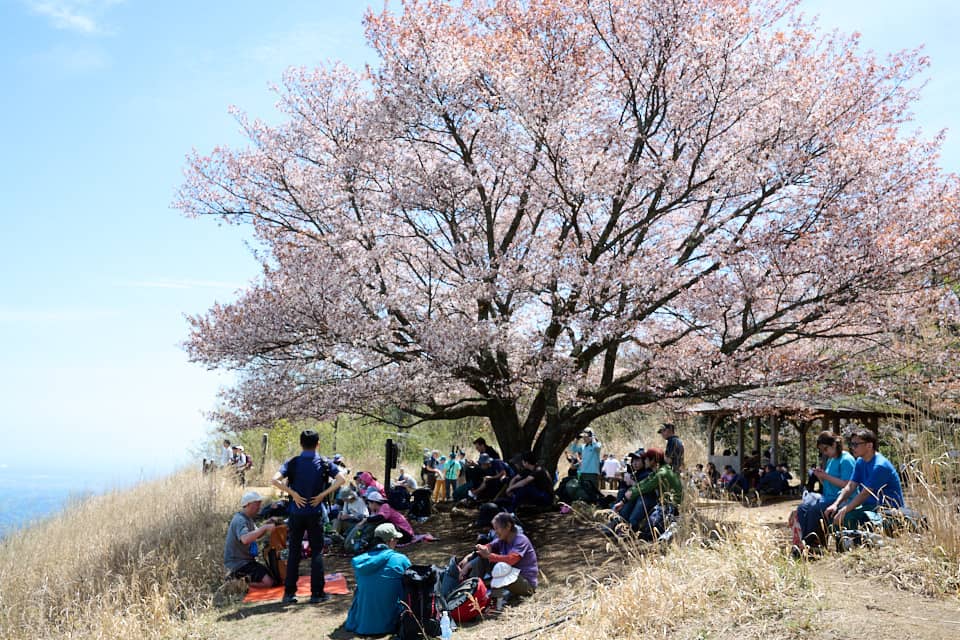 別の角度からも桜の木を撮影