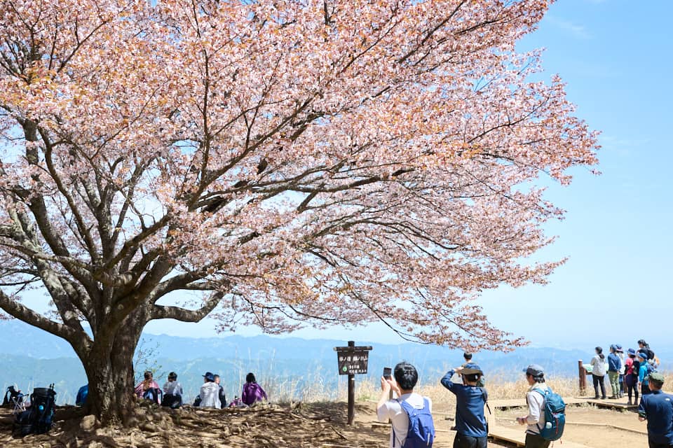 山頂の桜は大人気