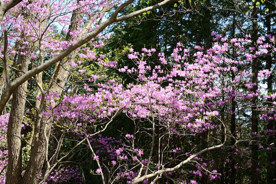 北東尾根に咲くヤマツツジ