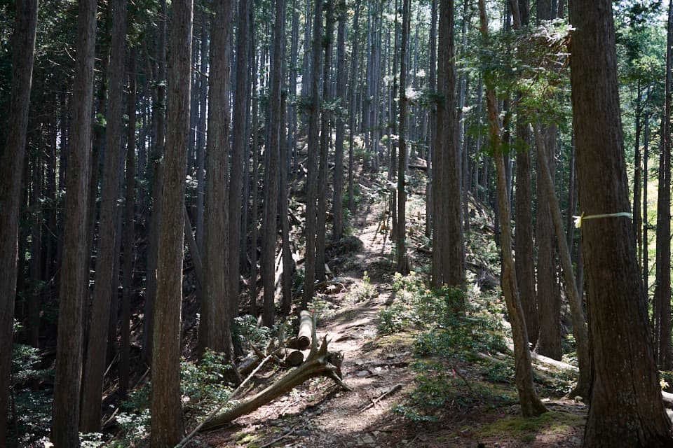 振り返ってみた北東尾根。