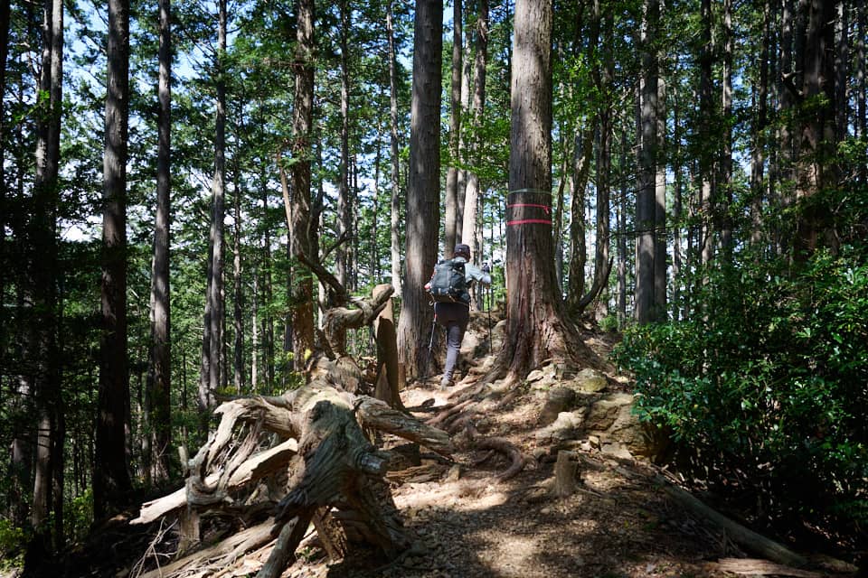 尾根道を歩きます。