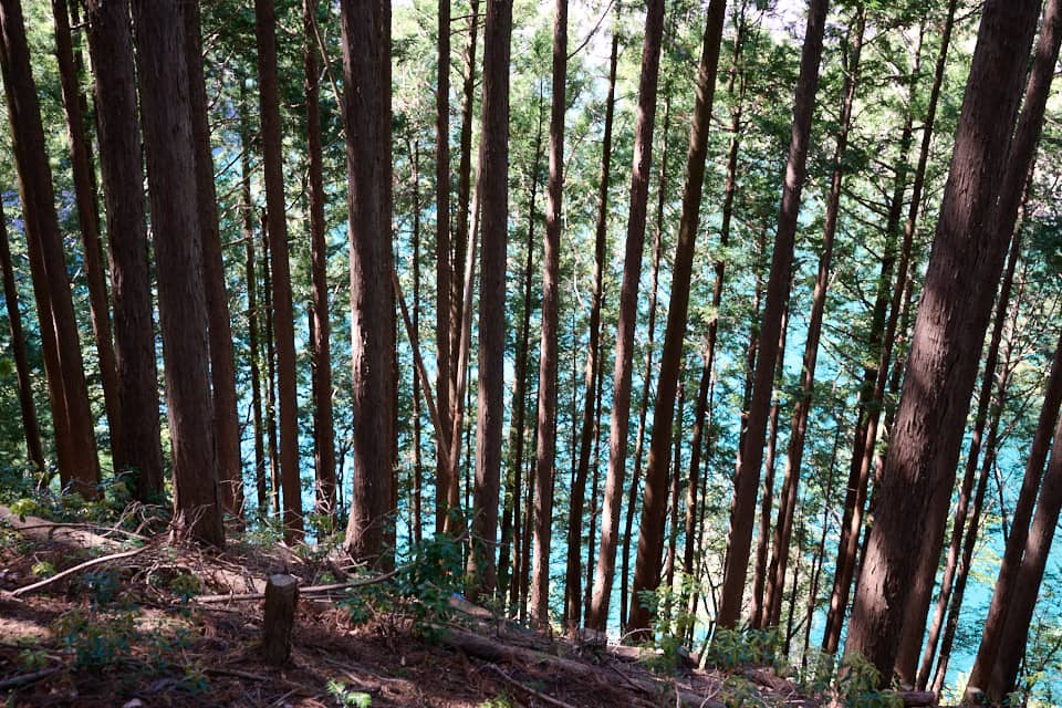 標高が下がると名栗湖の湖面が見えるようになります
