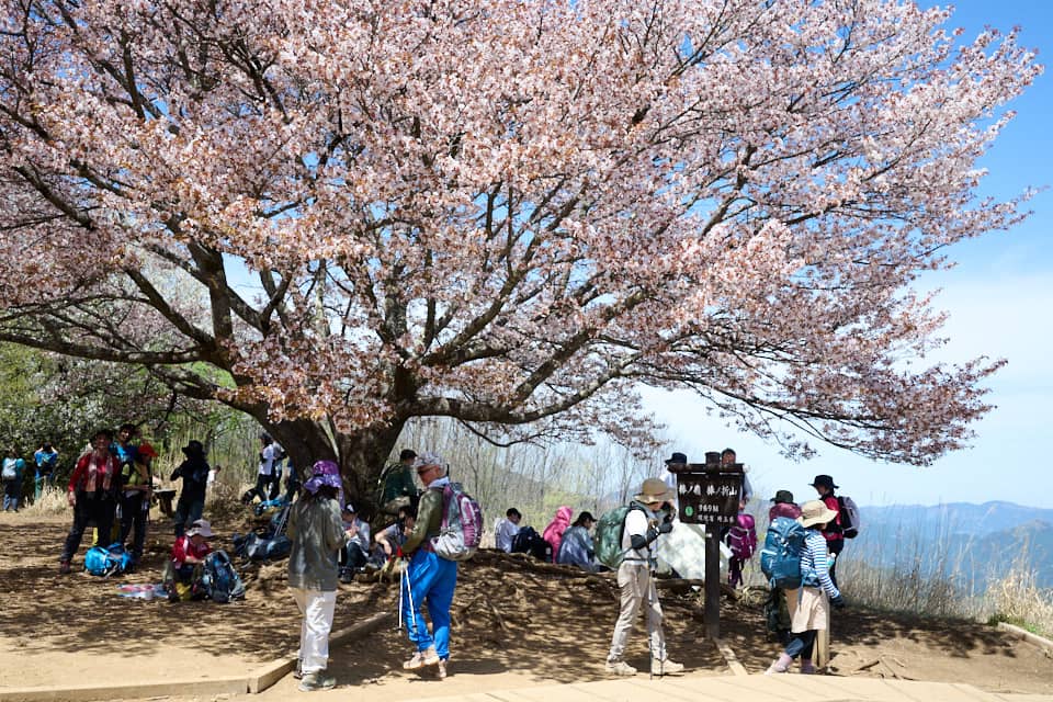 やっぱり山頂の桜は別格。