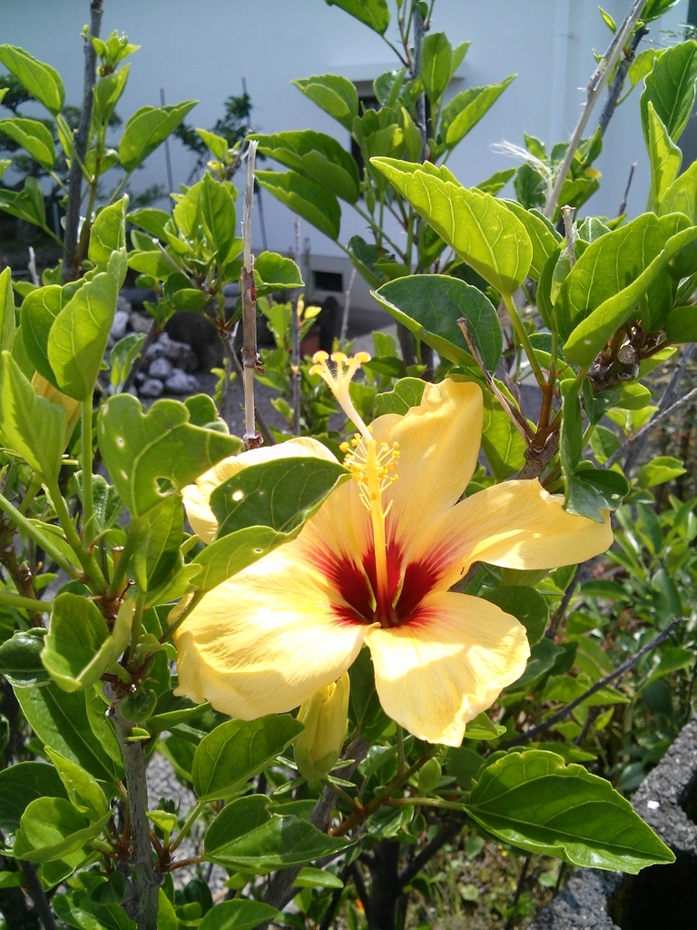 f:id:snsti:20180919203238j:plain