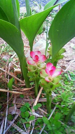 f:id:snsti:20180920145216j:plain