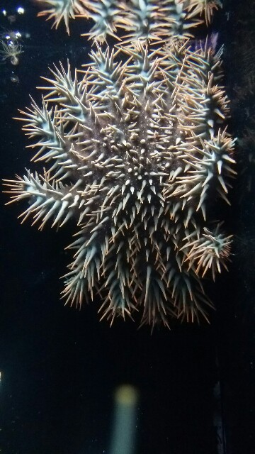 f:id:sntenryan:20161226032621j:image