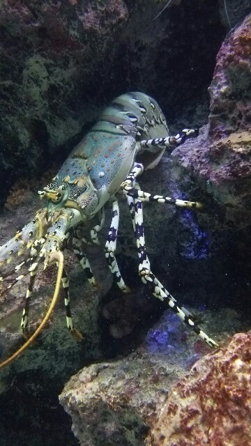 f:id:sntenryan:20161226032653j:image