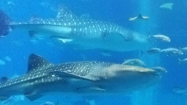 f:id:sntenryan:20161226032852j:image