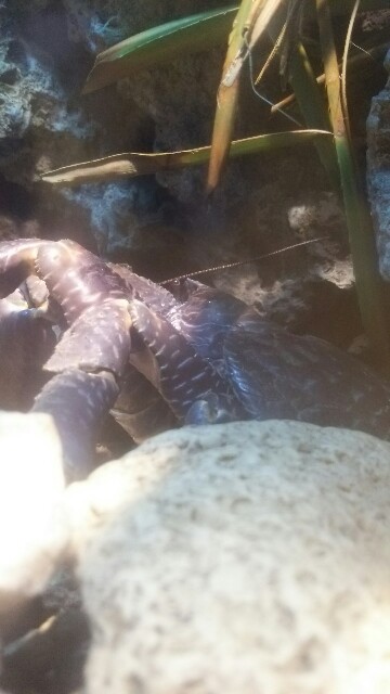 f:id:sntenryan:20161226065101j:image