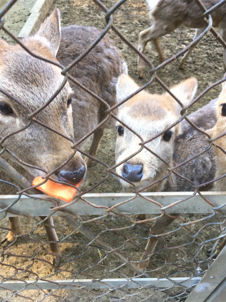 f:id:sntkmn:20190205010400j:image