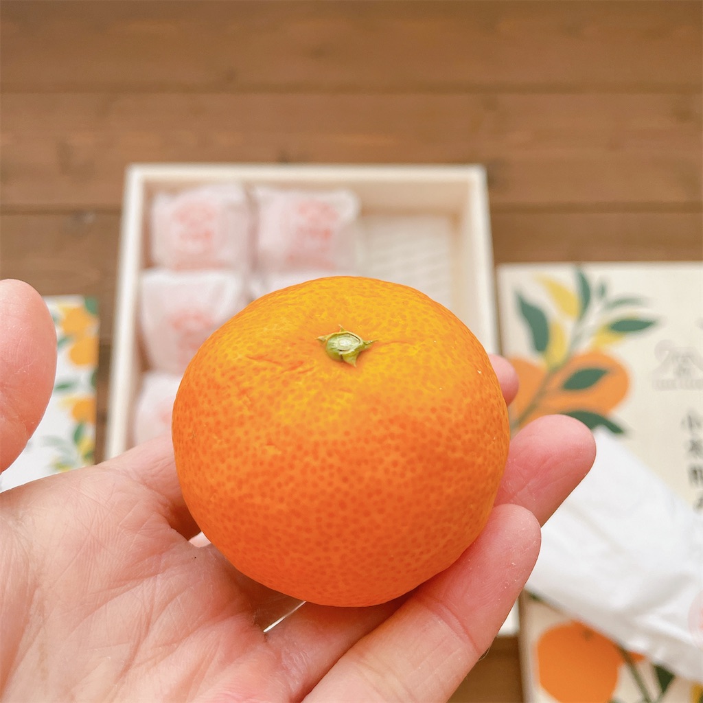 f:id:snuffy12:20240118231951j:image