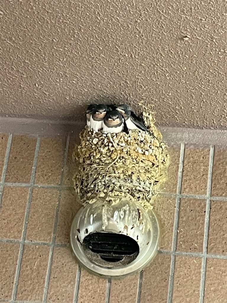 f:id:snuffy12:20240614150517j:image