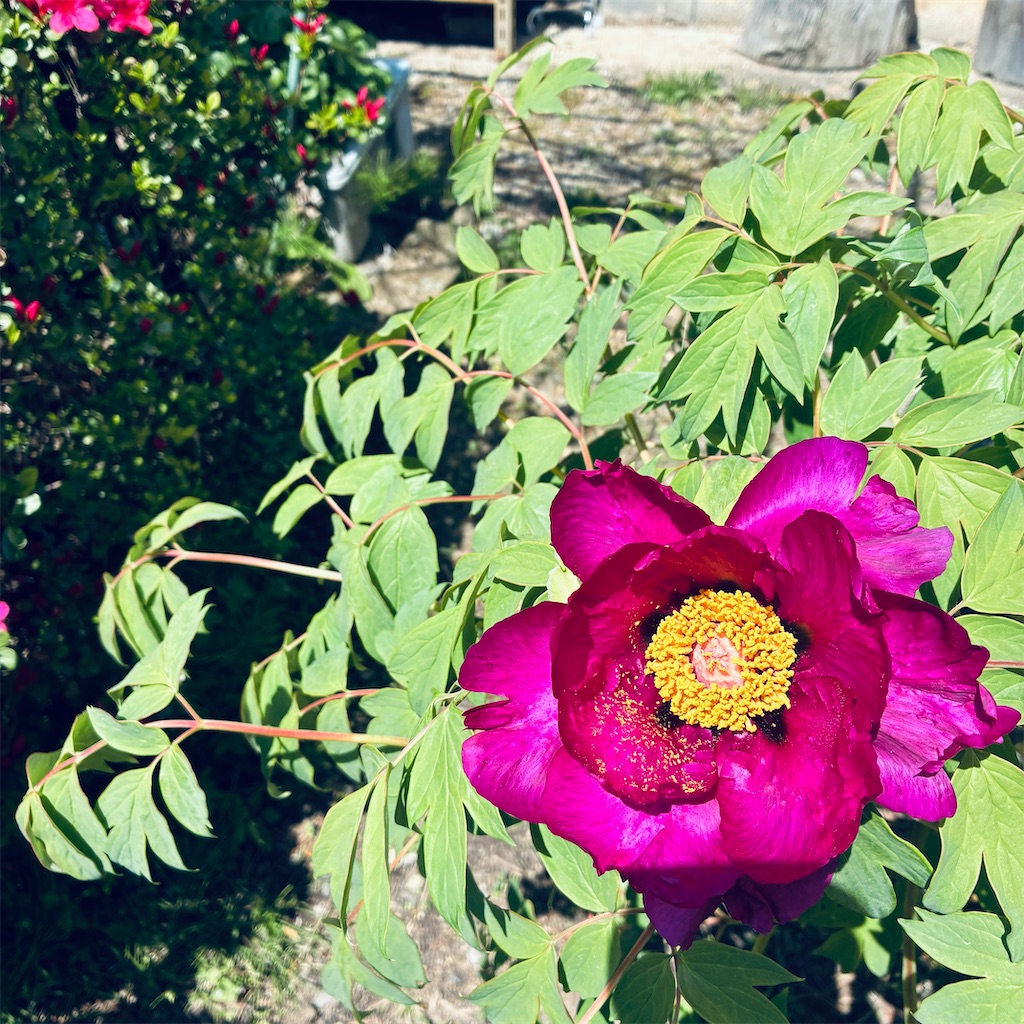 f:id:snuffy12:20260511191431j:image f:id:snuffy12:20260511191431j:image