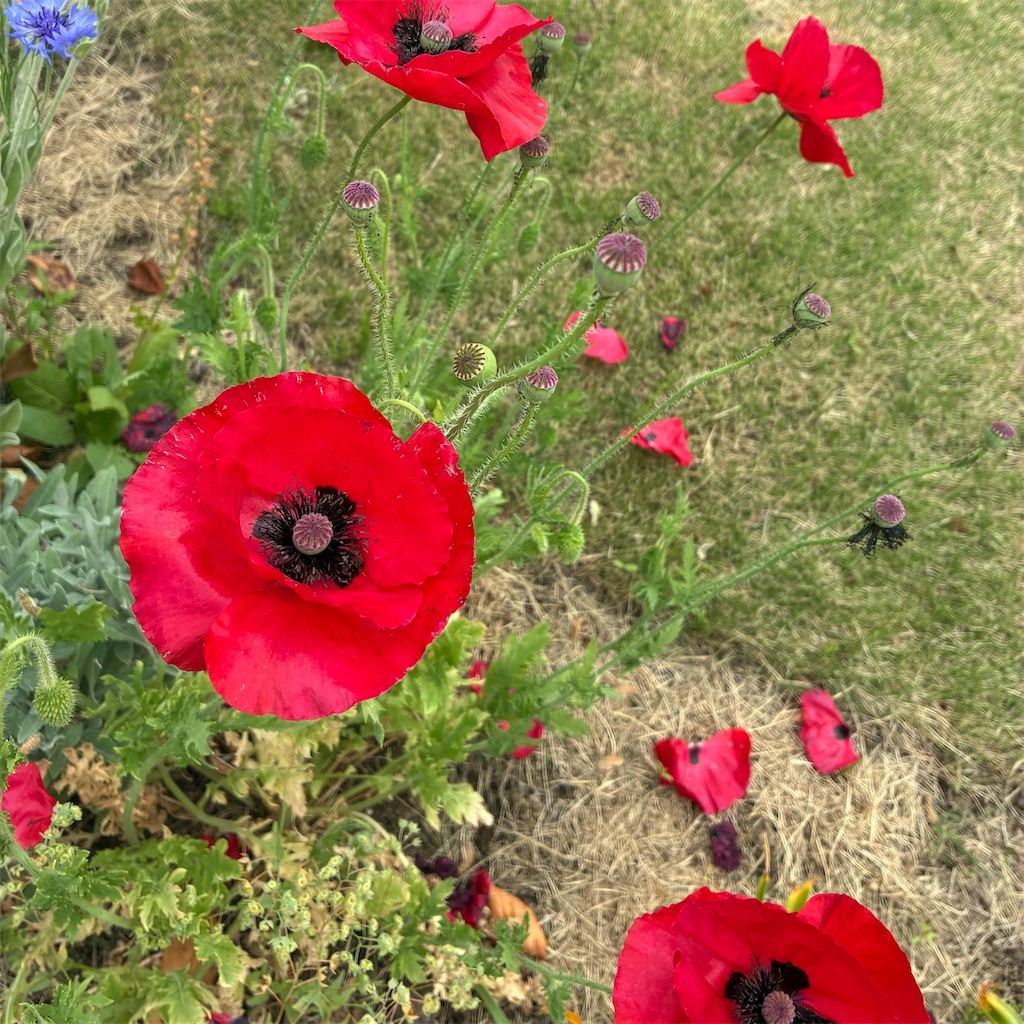 f:id:snuffy12:20260630202027j:image f:id:snuffy12:20260630202027j:image