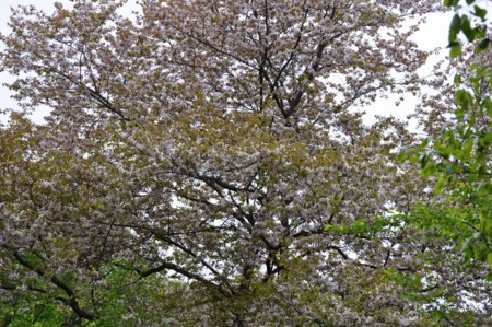 f:id:so_blue:20110503123944j:image