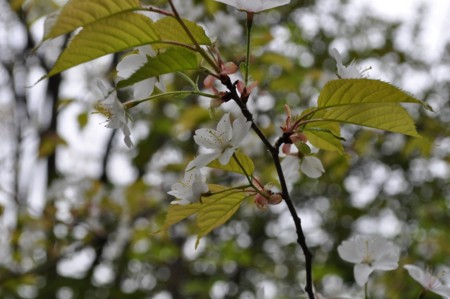 f:id:so_blue:20110503125423j:image