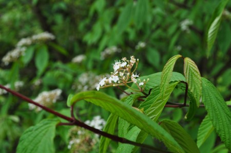 f:id:so_blue:20110503130708j:image