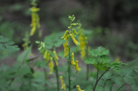 f:id:so_blue:20110503133222j:image