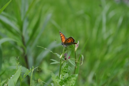 f:id:so_blue:20110503141223j:image