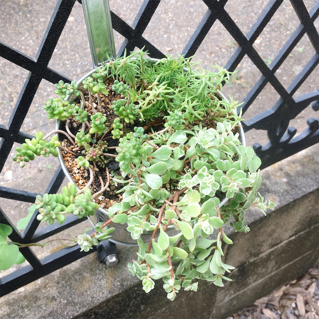セダムを植え替え はるさめ天国