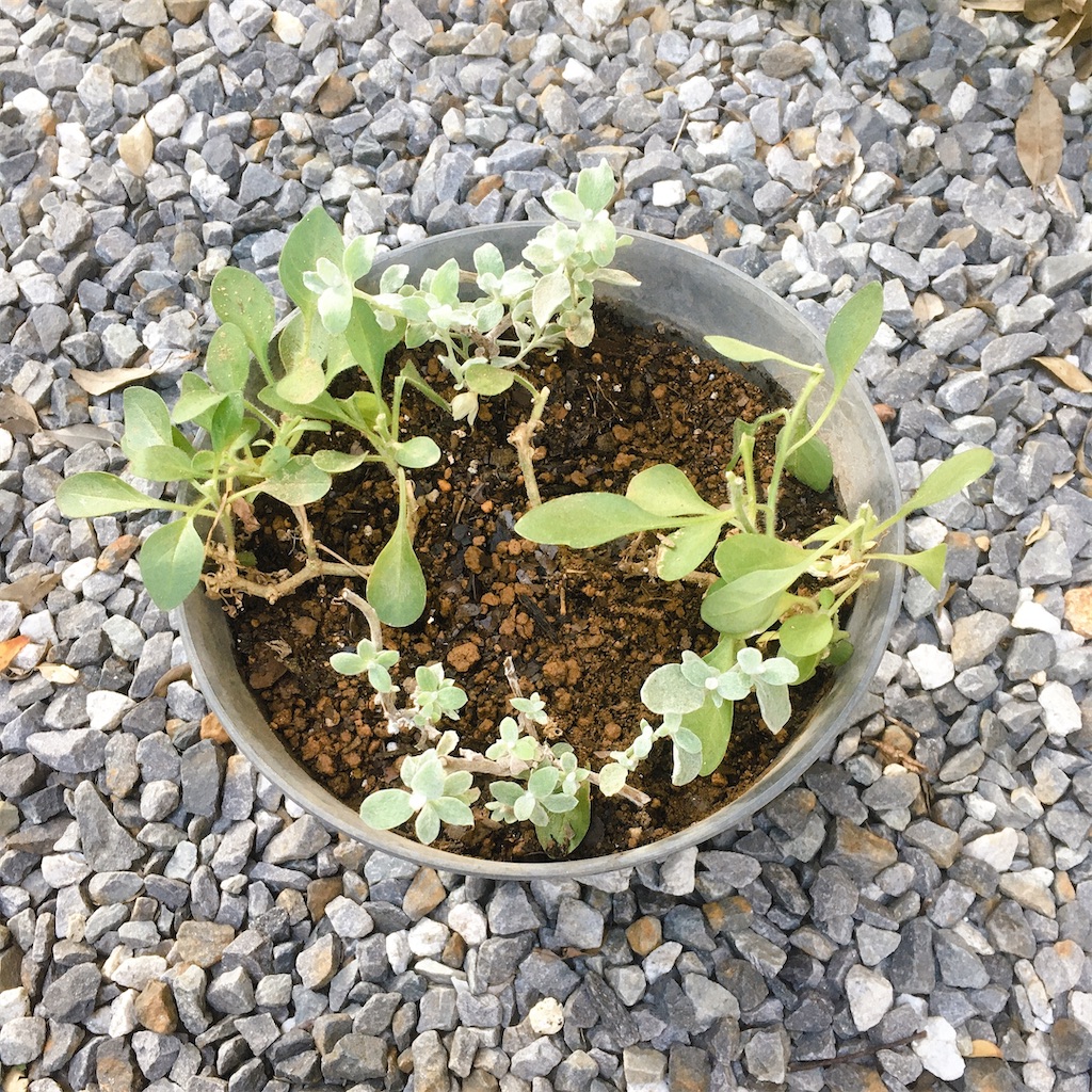 ペチュニア植え替え 切り戻し はるさめ天国