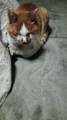 20100415215434