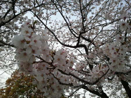 f:id:soa2:20110410165318j:image f:id:soa2:20110410165318j:image
