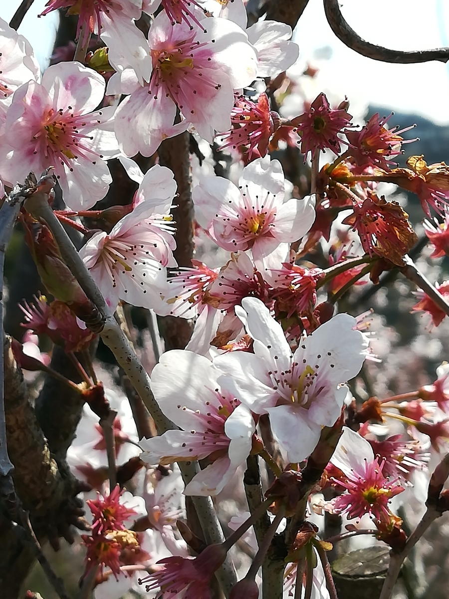 f:id:sobako17:20190317174429j:plain f:id:sobako17:20190317174429j:plain