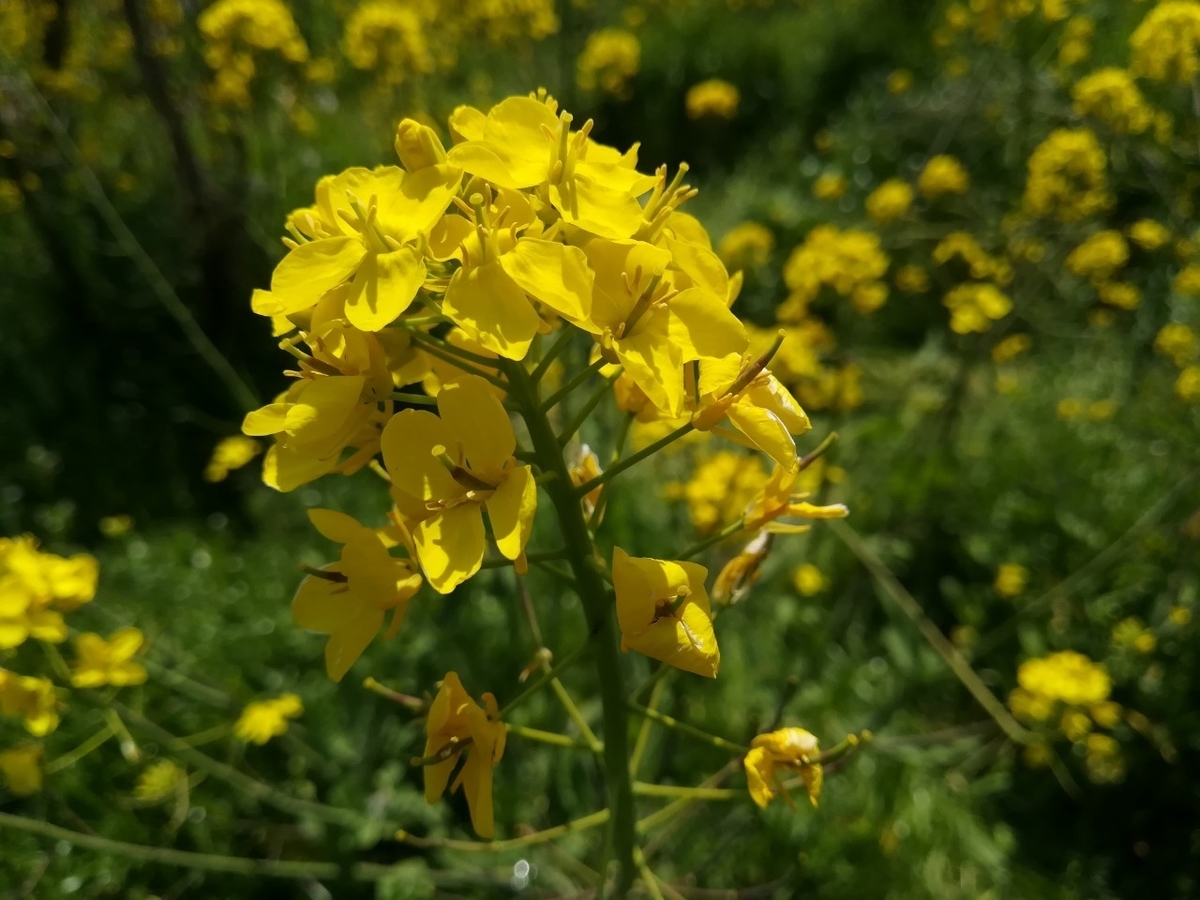 f:id:sobako17:20190317202636j:plain f:id:sobako17:20190317202636j:plain