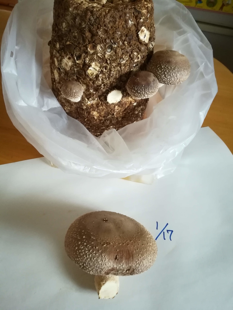 f:id:sobako17:20190326204338j:plain f:id:sobako17:20190326204338j:plain