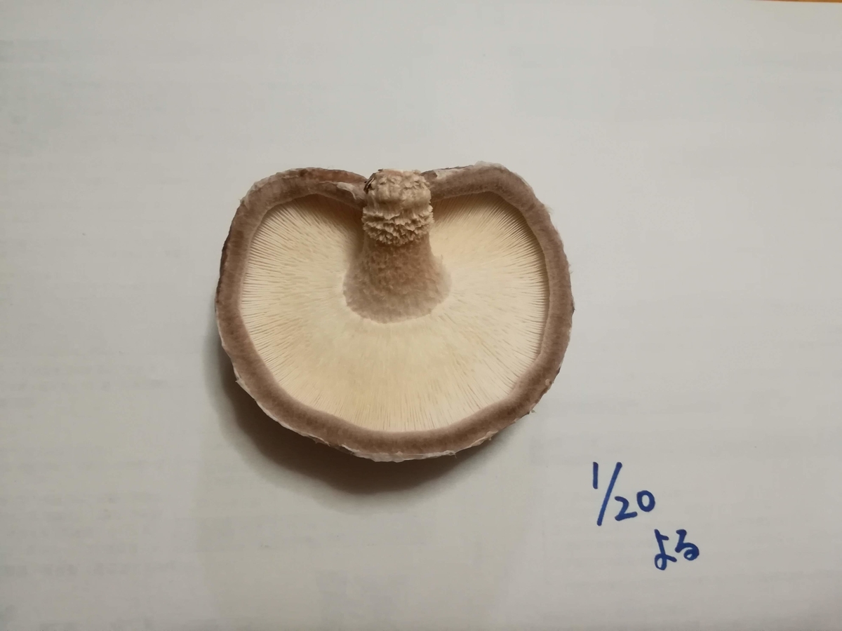 f:id:sobako17:20190326204427j:plain f:id:sobako17:20190326204427j:plain