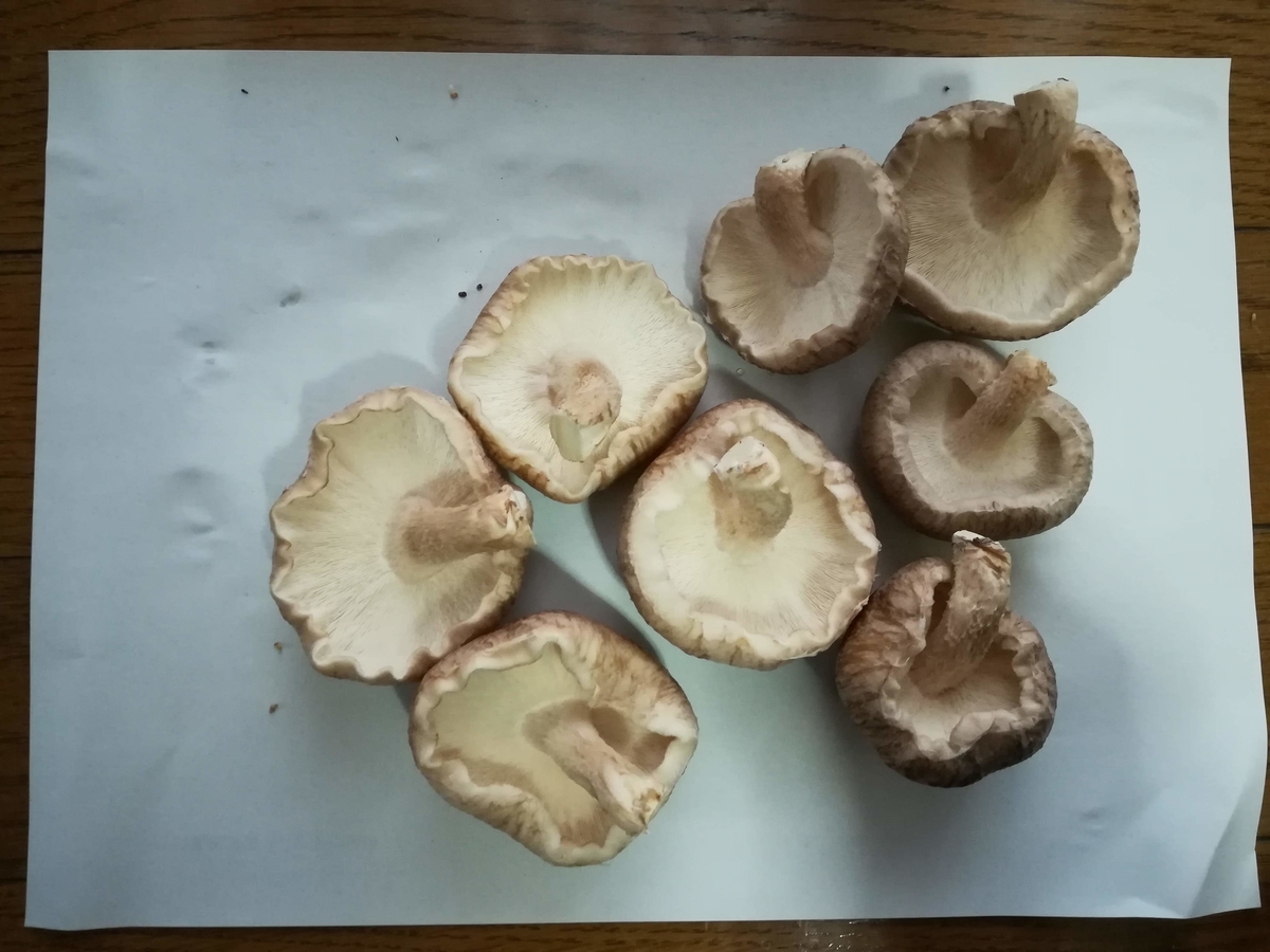 f:id:sobako17:20190326205331j:plain f:id:sobako17:20190326205331j:plain